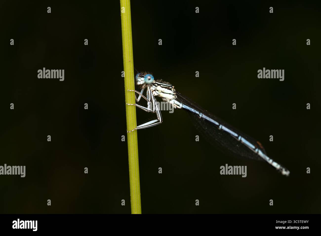 Damselfly blu con gamba di piume Platycnemis pennipes arroccato su gambo d'erba, foto macro odonato da Vergigny, Yonne, Francia. Foto Stock