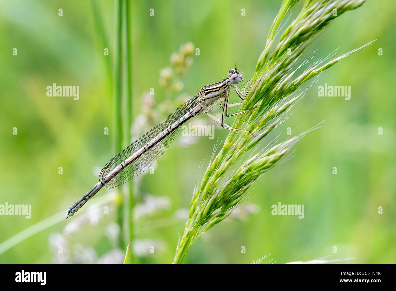 Damselfly blu con gamba di piume Platycnemis pennipes arroccato su gambo d'erba, foto macro odonato da Vergigny, Yonne, Francia. Foto Stock