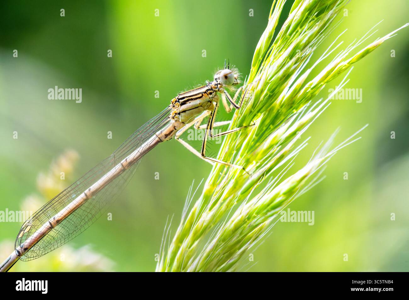 Damselfly blu con gamba di piume Platycnemis pennipes femminile/immaturo arroccato su gambo d'erba, foto macro odonato da Vergigny, Yonne, Francia. Foto Stock