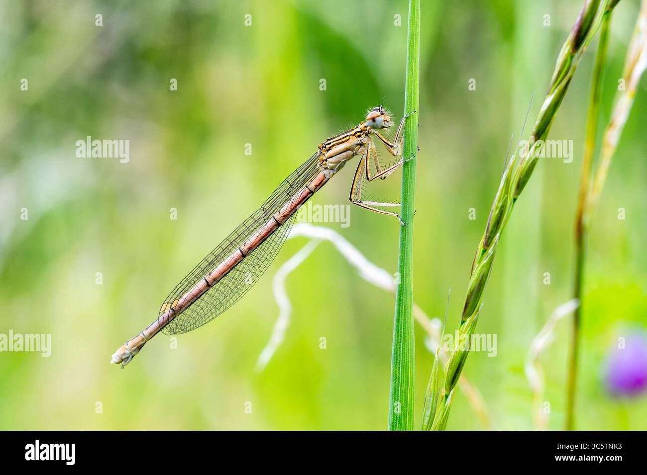 Damselfly blu con gamba di piume Platycnemis pennipes femminile/immaturo arroccato su gambo d'erba, foto macro odonato da Vergigny, Yonne, Francia. Foto Stock