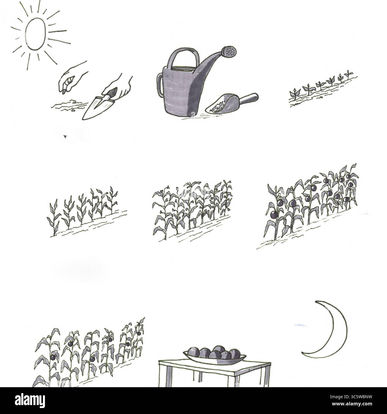 Illustrazione in scala di grigi delle mani che coltivano un giardino, dalla piantagione alla coltivazione di abbondante cibo. Illustrazioni infografiche che mostrano la coltivazione di cibo Foto Stock