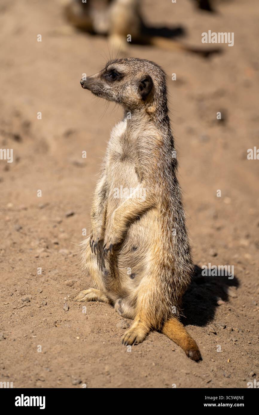 Alert Meerkat in posizione verticale in un contenitore illuminato dal sole Foto Stock