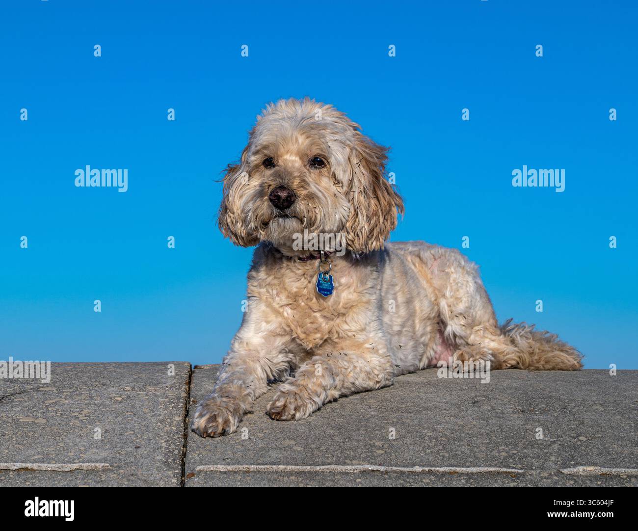 Il Cockapoo sulla parete gode di una vista in una posizione non identificata. L'etichetta del cane è visibile alla luce del sole. Foto Stock