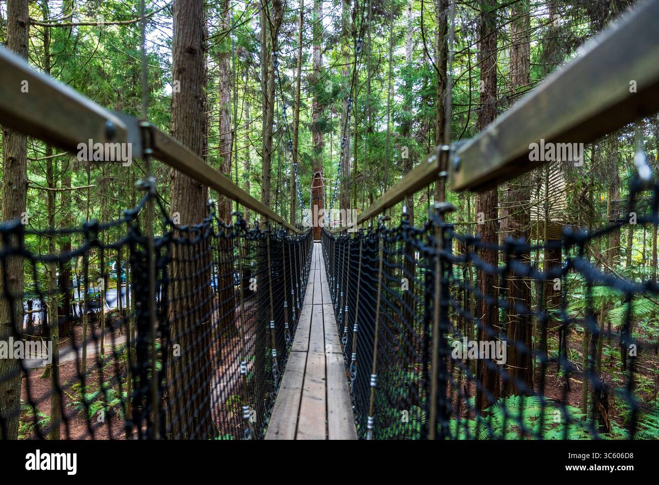Redwoods Treewalk™ è un'esperienza a piedi eco-turistica lunga 700 metri nel cuore della Redwood Forest di Rotorua Foto Stock