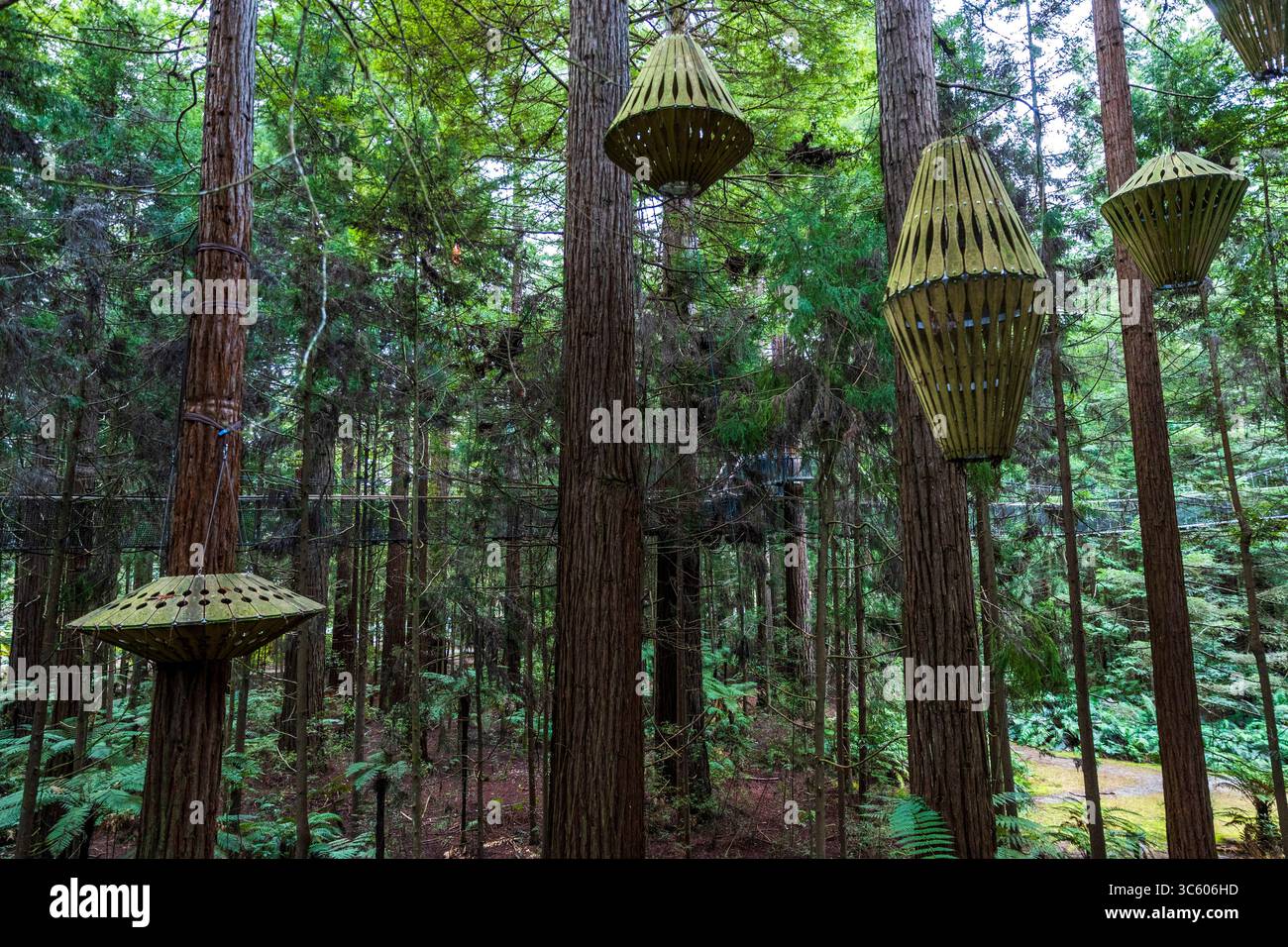 Redwoods Treewalk™ è un'esperienza a piedi eco-turistica lunga 700 metri nel cuore della Redwood Forest di Rotorua Foto Stock