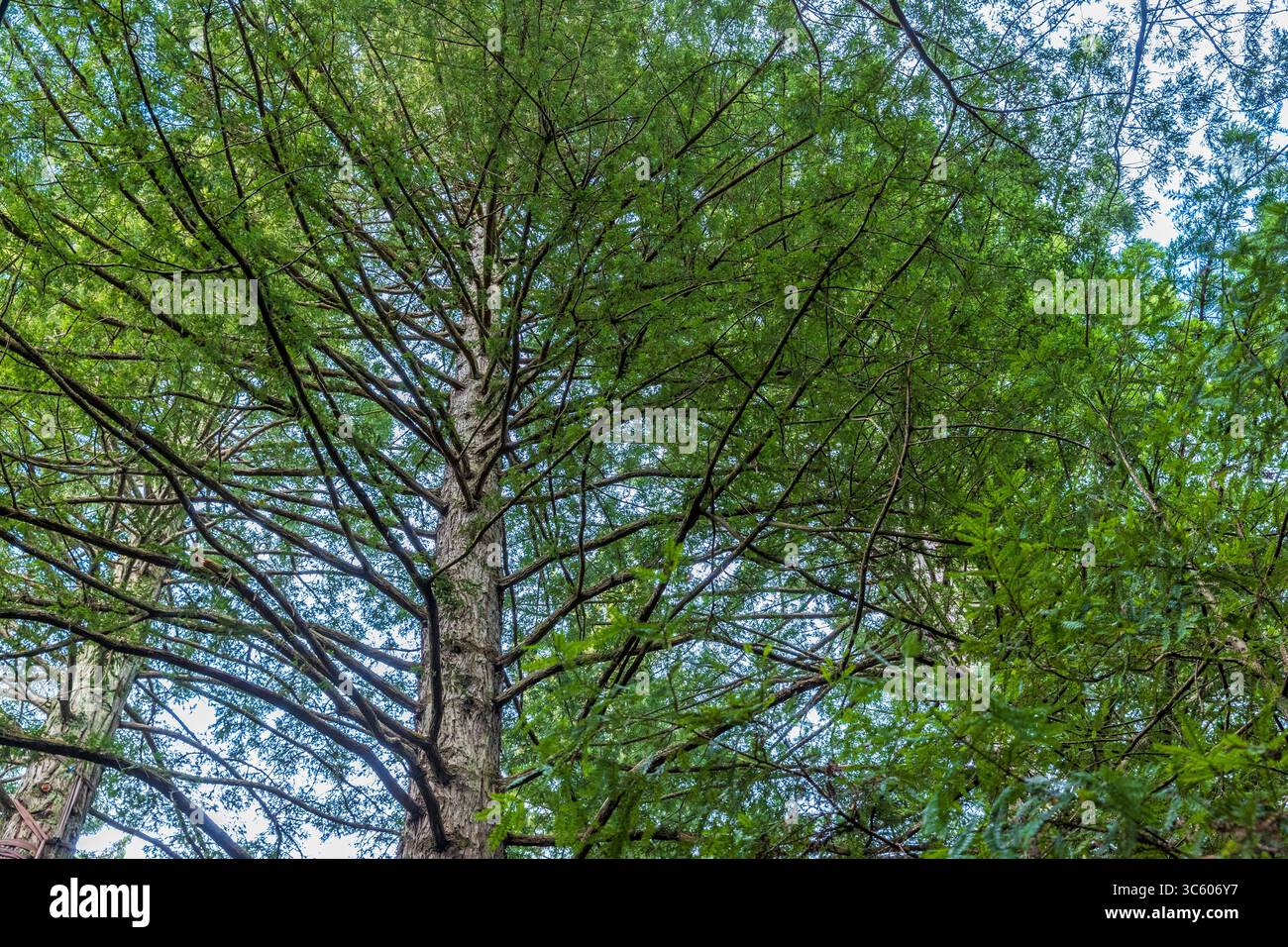 Guardando in alto gli alberi nella foresta di sequoie di Rotorua, dove gli alberi di sequoia che hanno più di 120 anni Foto Stock