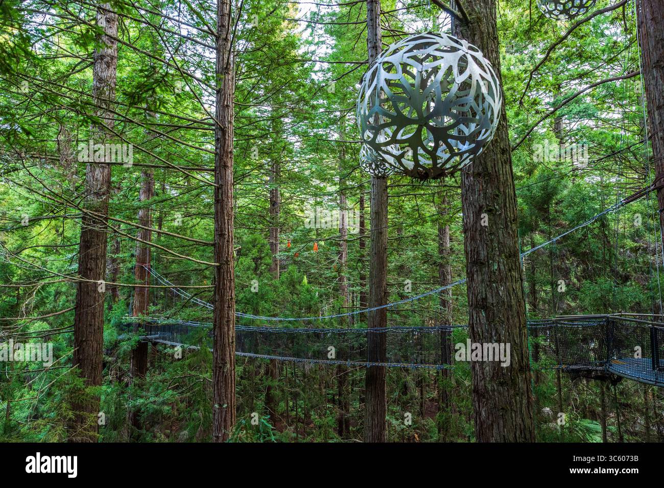 Redwoods Treewalk™ è un'esperienza a piedi eco-turistica lunga 700 metri nel cuore della Redwood Forest di Rotorua Foto Stock