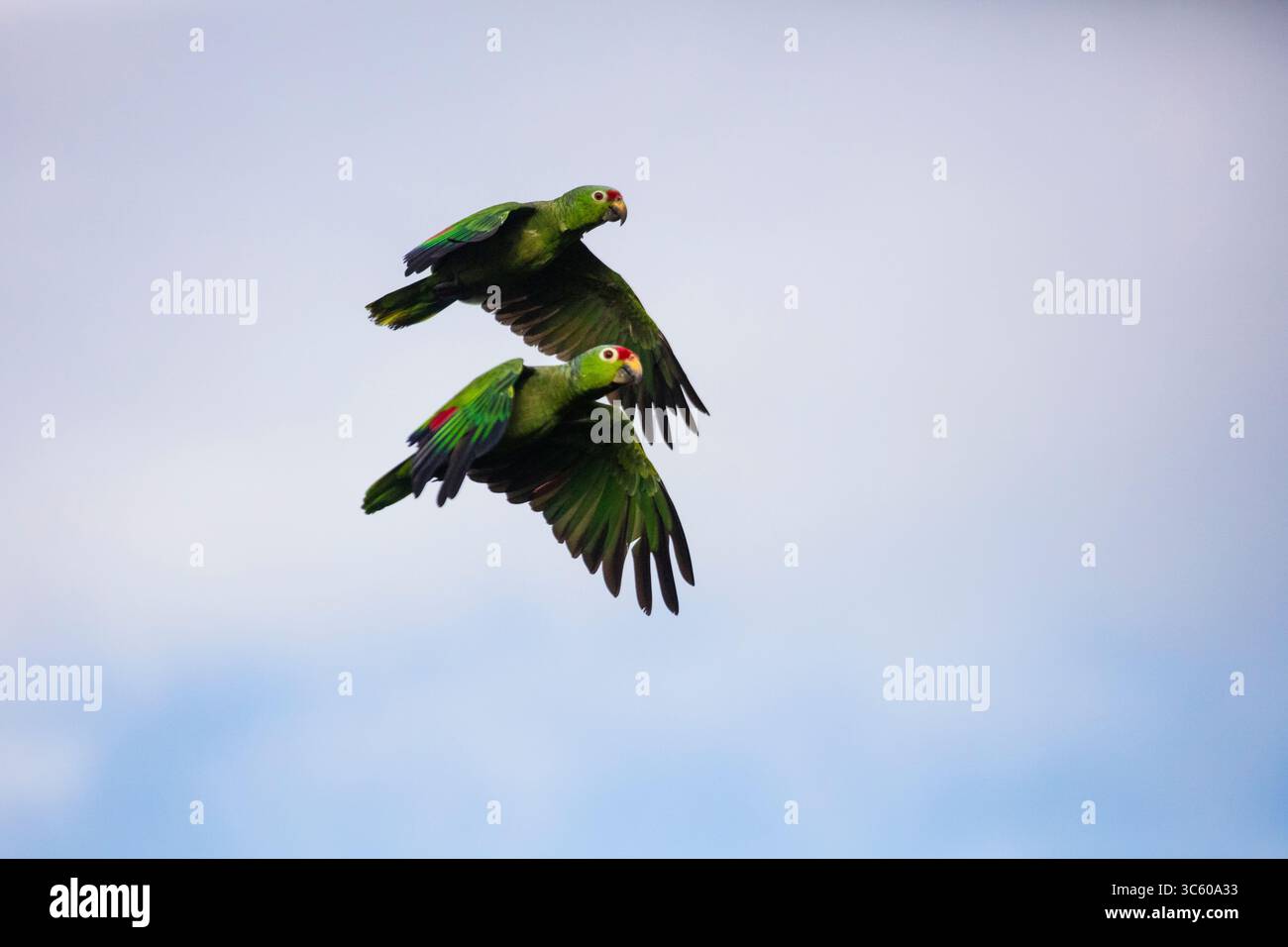 Un paio di pappagalli a lordo rosso, Amazona autumnalis, parco nazionale di Soberania, provincia del Colon, Repubblica di Panama, America centrale. Foto Stock
