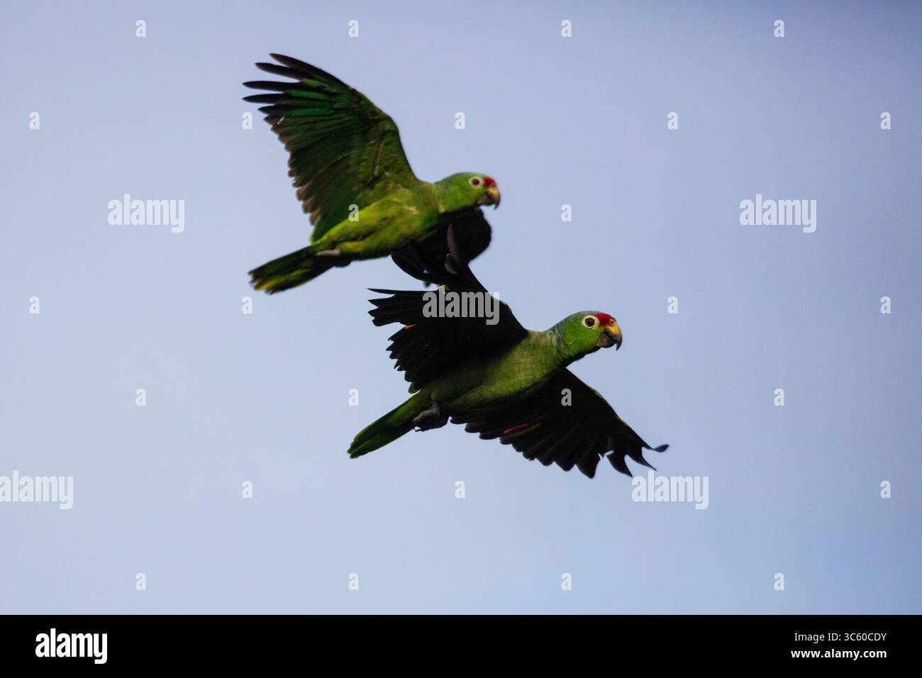 Un paio di pappagalli a lordo rosso, Amazona autumnalis, parco nazionale di Soberania, provincia del Colon, Repubblica di Panama, America centrale. Foto Stock