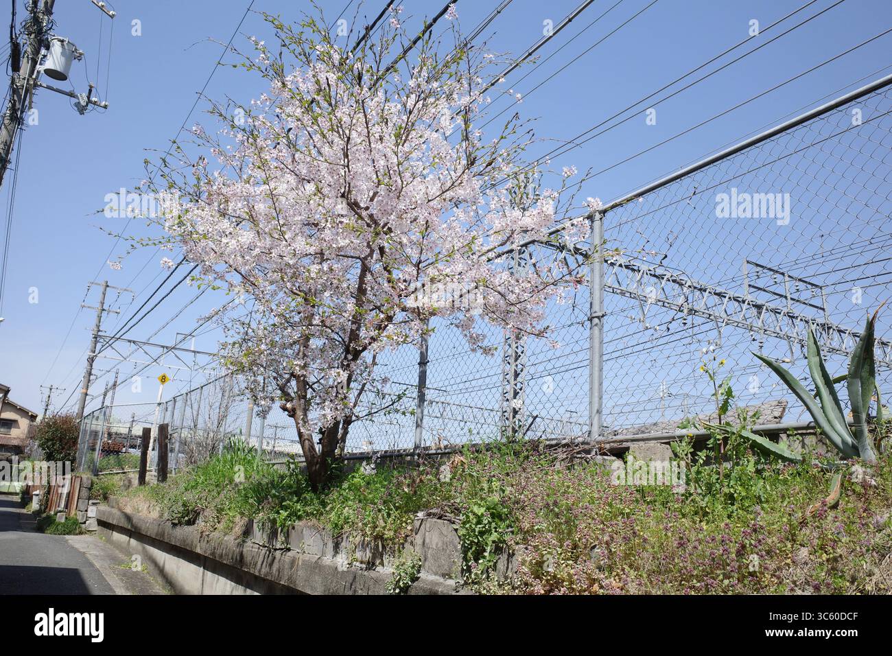 Sakura giapponese (fiori di ciliegio) e bellissime scene primaverili giapponesi senza persone. Una delle scene più belle dell'Asia orientale. Foto Stock