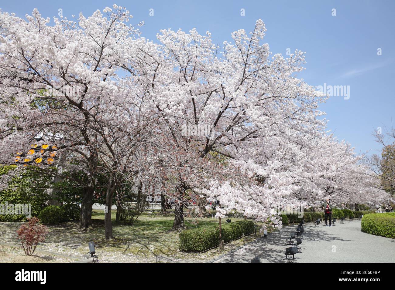 Sakura giapponese (fiori di ciliegio) e bellissime scene primaverili giapponesi senza persone. Una delle scene più belle dell'Asia orientale. Foto Stock