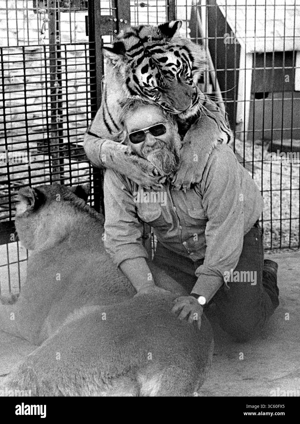 22 maggio 1990, Batavia, Illinois, USA: Lorin Womack, proprietario del Land o'Lorin Exotic Wildlife Haven a Batavia Township, lotta con una tigre del Bengala e due leoni africani il 22 maggio 1990. (Immagine di credito: © TNS via cavo ZUMA) Foto Stock