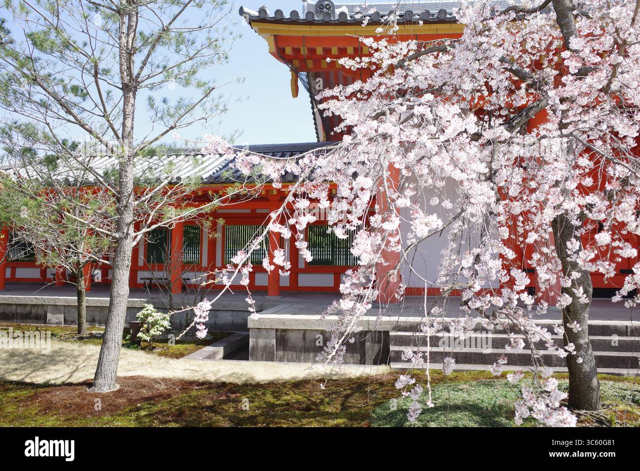 Sakura giapponese (fiori di ciliegio) e bellissime scene primaverili giapponesi senza persone. Una delle scene più belle dell'Asia orientale. Foto Stock