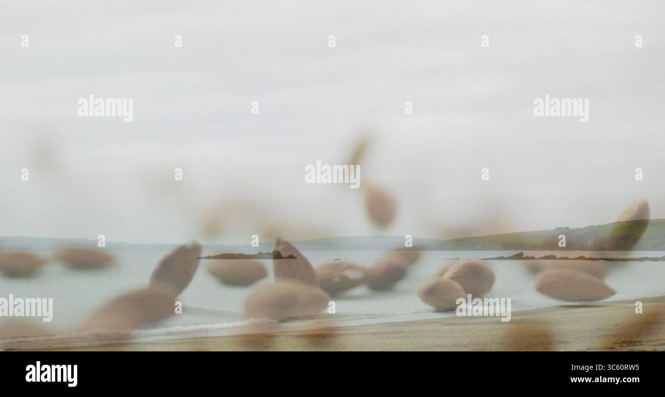 Caratterizzato da teste di semi sfocati che ondeggiano sulla spiaggia sabbiosa, incorniciano il mare calmo e promontori lontani Foto Stock