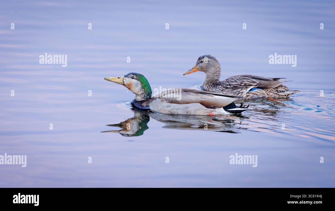 Mallard x Mexican Duck Hybrid, Bosque del Apache National Wildlife Refuge, New Mexico, Stati Uniti. Foto Stock
