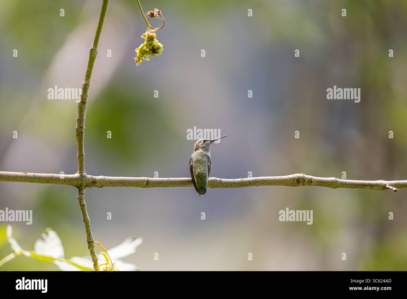 Un Hummingbird di Anna appollaiato su una filiale presso l'Oaks Bottom Wildlife Refuge di Portland, Oregon Foto Stock