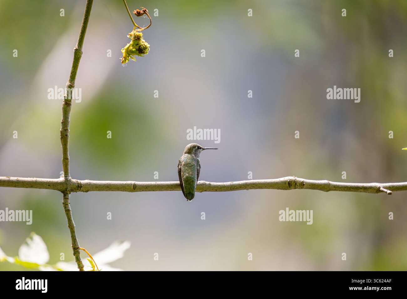 Un Hummingbird di Anna appollaiato su una filiale presso l'Oaks Bottom Wildlife Refuge di Portland, Oregon Foto Stock