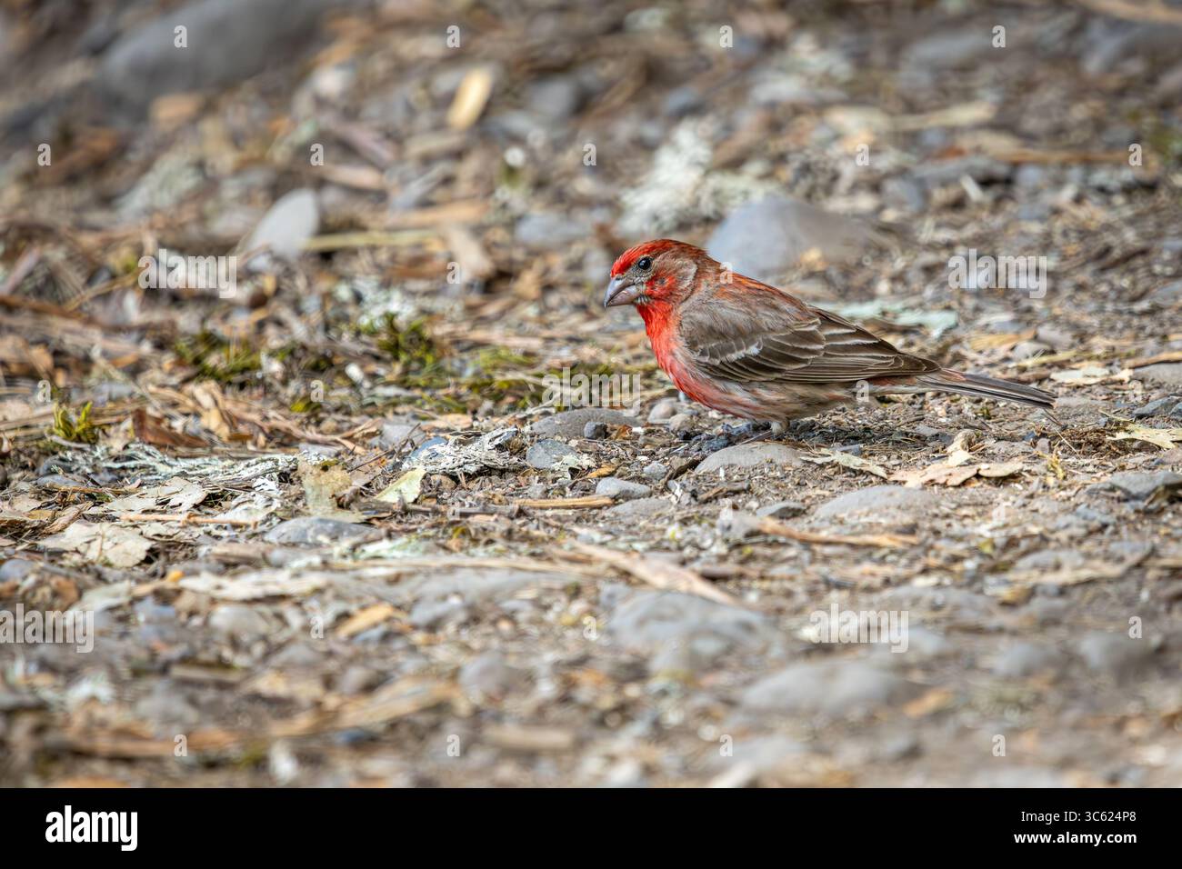 Un maschio House Finch che cerca semi nel terreno presso l'Oaks Bottom Wildlife Refuge di Portland, Oregon Foto Stock