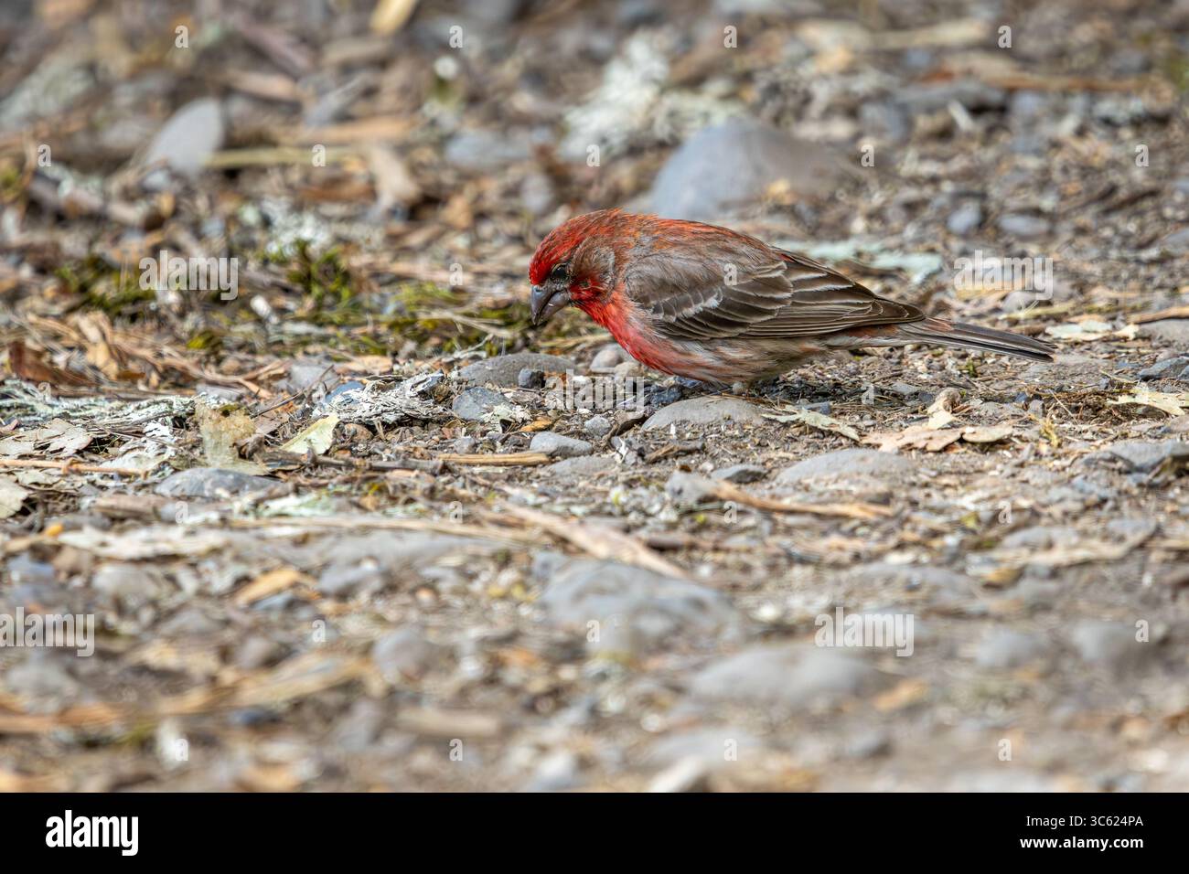 Un maschio House Finch che cerca semi nel terreno presso l'Oaks Bottom Wildlife Refuge di Portland, Oregon Foto Stock