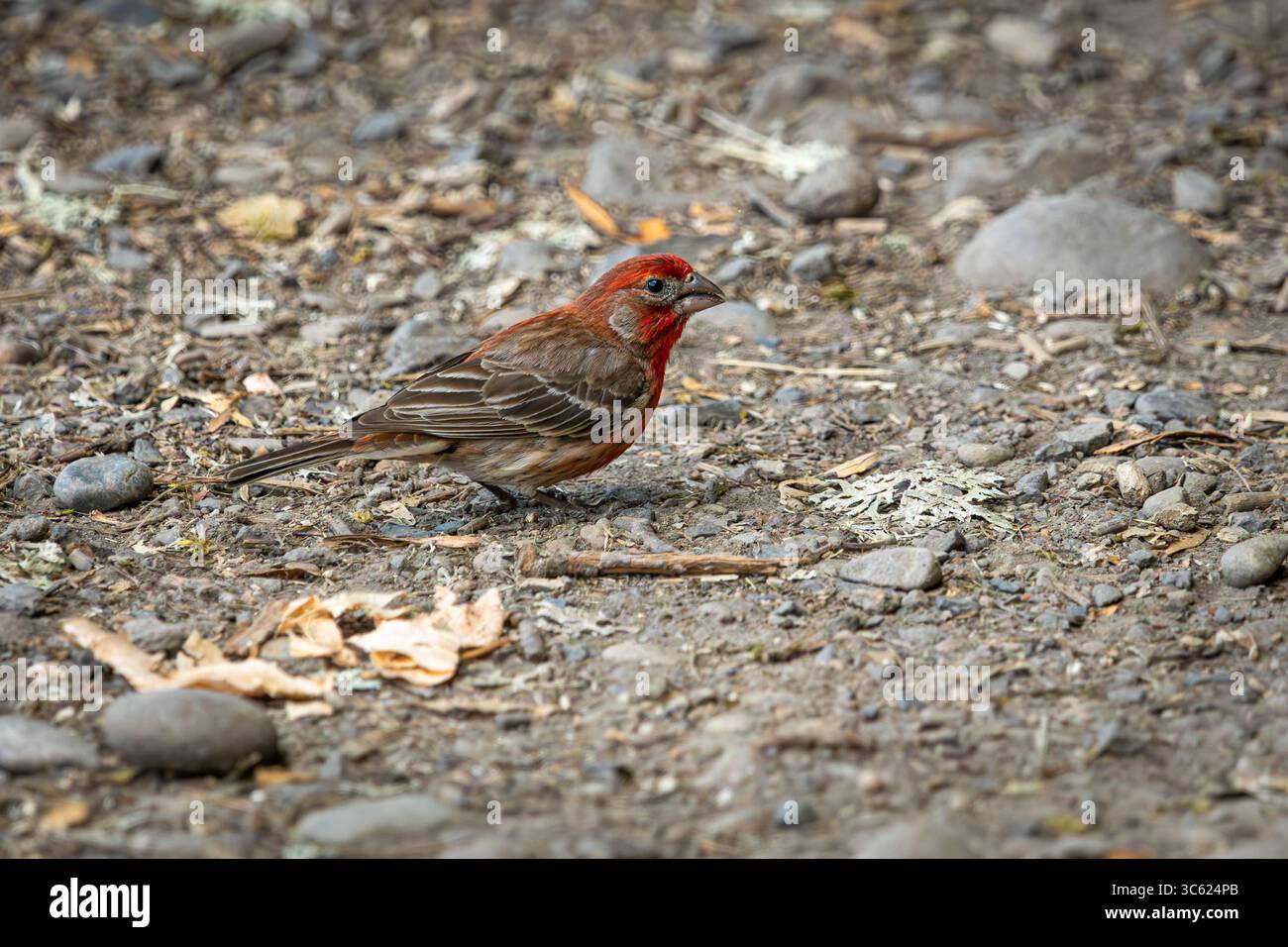 Un maschio House Finch che cerca semi nel terreno presso l'Oaks Bottom Wildlife Refuge di Portland, Oregon Foto Stock