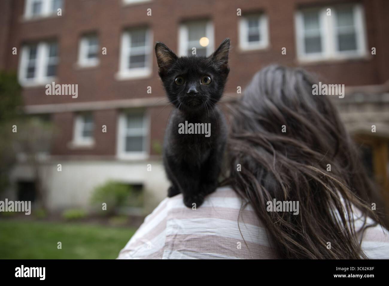 30 aprile 2020, Chicago, il, Stati Uniti: Hilary Graham gioca con il suo gattino adottivo Crosby di 9 settimane in casa lunedì 27 aprile 2020, nel quartiere Park West di Chicago. Graham, una revenue manager di Marriott International, è stata sollevata per 60 giorni a causa della pandemia di coronavirus e ha deciso di trascorrere il suo tempo a casa promuovendo gattini. Ha detto che probabilmente adotterà Crosby una volta che potrà essere neutralizzato e vaccinato. Graham ha trovato Crosby attraverso la Anti-Cruelty Society. (Immagine di credito: © TNS via cavo ZUMA) Foto Stock