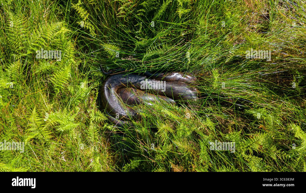 Un serpente mimetizzato tra vivaci felci verdi nel paesaggio naturale di Casanare, Colombia. Foto Stock