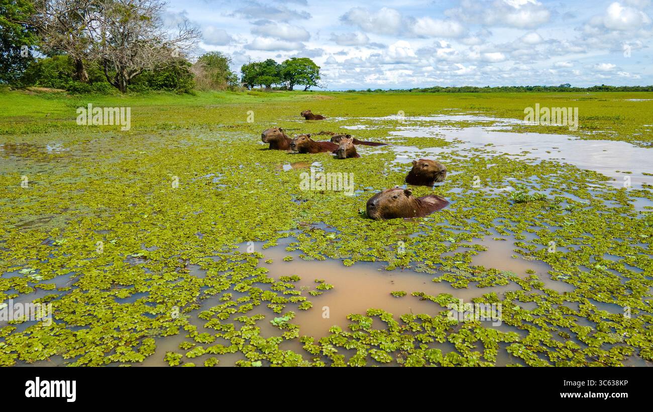 Un tranquillo paesaggio con bestiame che pascolano in una lussureggiante zona umida verde a Casanare, Colombia, che mette in mostra la bellezza della natura. Foto Stock