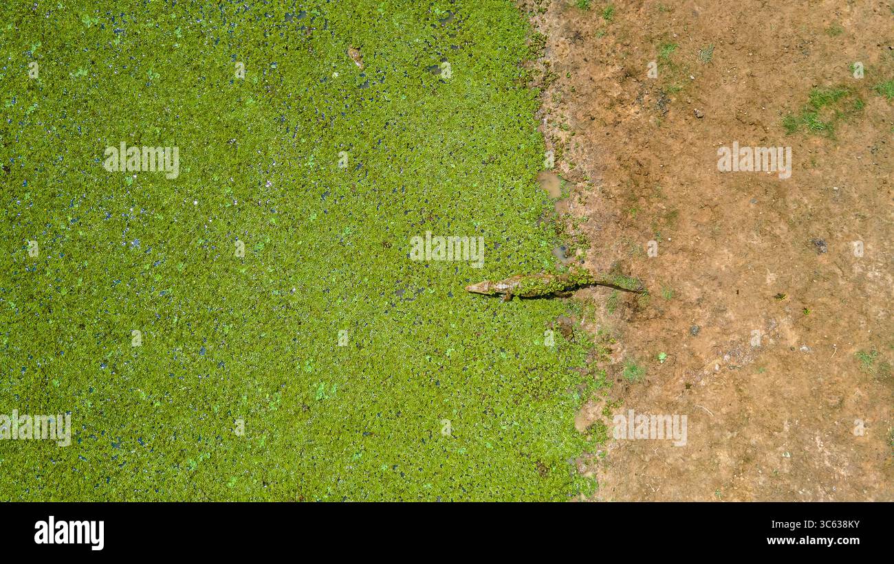 Un coccodrillo che riposa su una vibrante vegetazione verde vicino all'acqua a Casanare, Colombia, che mostra la ricca biodiversità della regione. Foto Stock