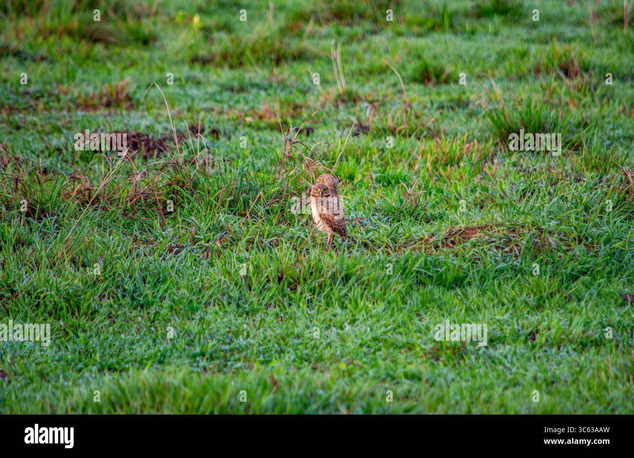 Un gufo solitario arroccato nell'erba vibrante di Casanare, Colombia, che mette in risalto la bellezza della natura e della fauna selvatica. Foto Stock