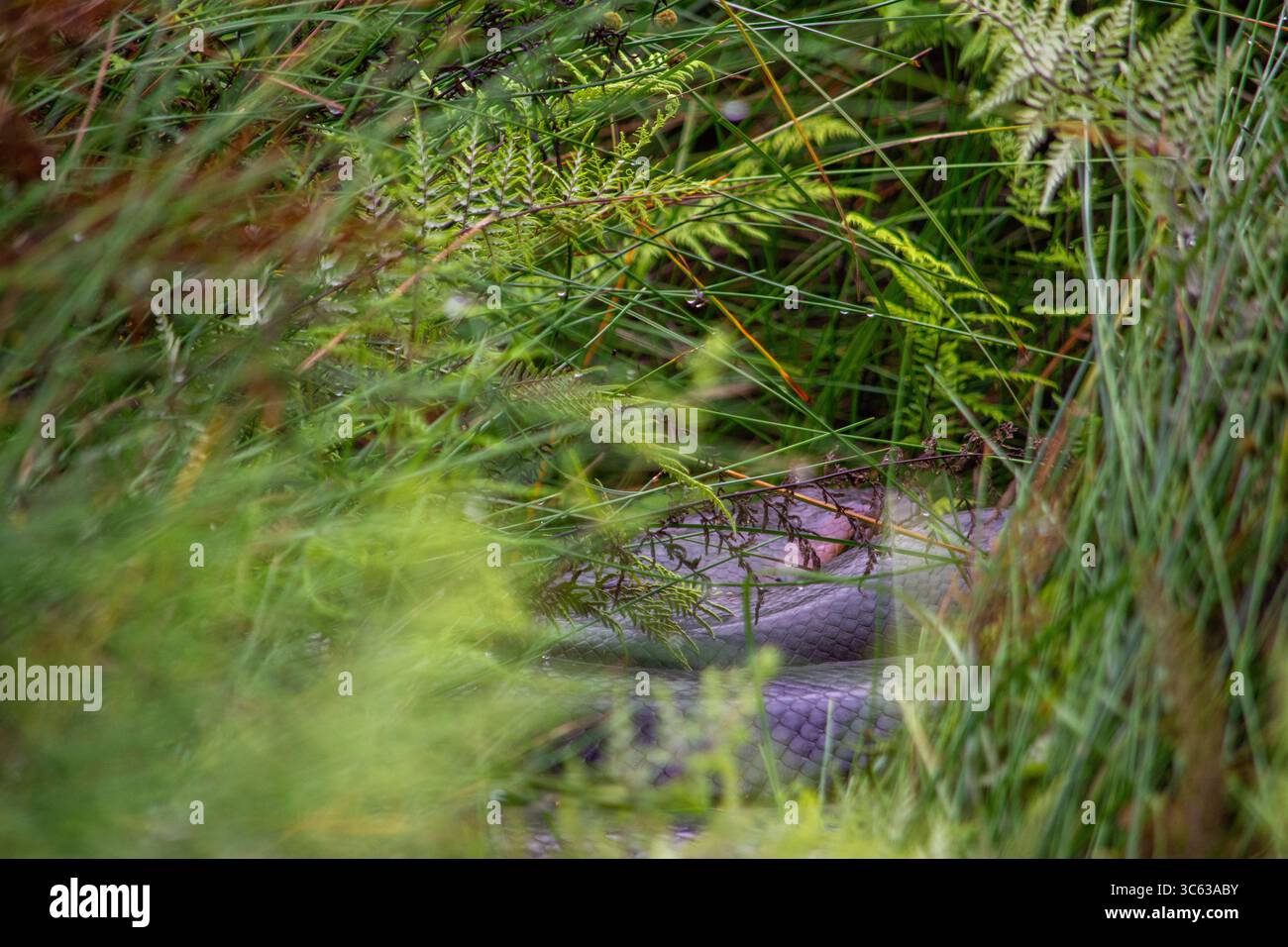 Un serpente parzialmente nascosto in una fitta vegetazione, che mostra la bellezza della fauna selvatica di Casanare, Colombia. Foto Stock