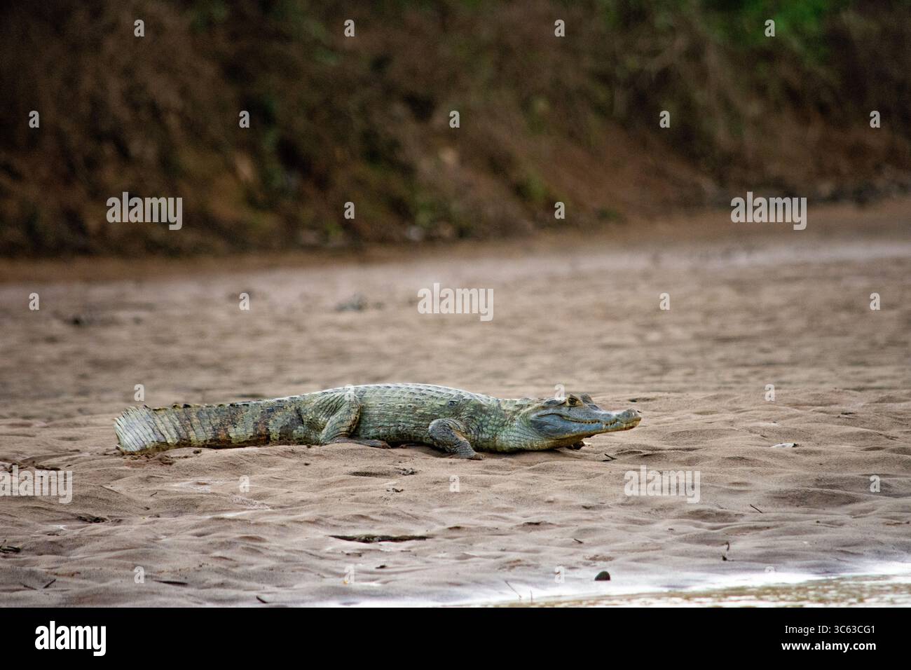 Un coccodrillo che riposa su una riva sabbiosa del fiume a Casanare, Colombia, che mostra la ricca fauna selvatica della regione. Foto Stock
