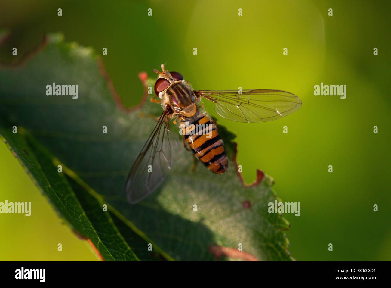 Primo piano di una mosca a righe su una foglia verde con ali sparse, catturata in luce naturale con un morbido sfondo verde sfocato. Foto Stock