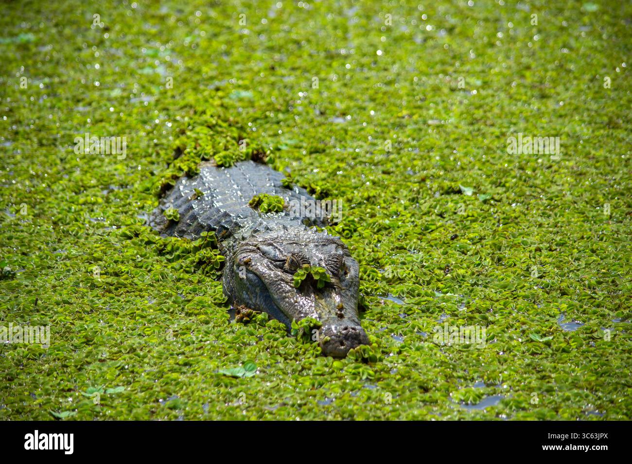 Un coccodrillo parzialmente nascosto nella vibrante vegetazione verde di Casanare, Colombia, che mostra la bellezza della natura. Foto Stock