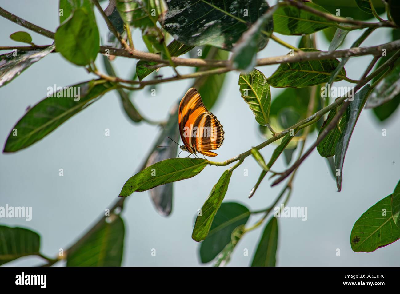 Una vivace farfalla arancione arroccata su foglie verdi, che mostra la bellezza della natura a Casanare, Colombia. Foto Stock