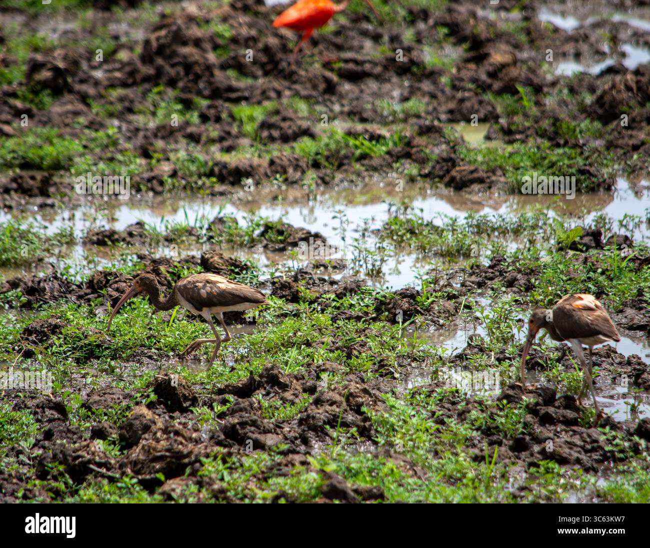 Due uccelli che si nutrono in un lussureggiante e fangoso paesaggio paludoso di Casanare, Colombia, che mette in mostra una natura e una fauna selvatiche vibranti. Foto Stock
