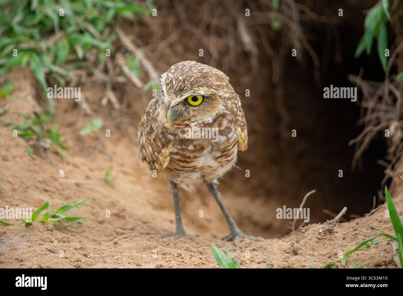 Un gufo scavatore sorge vicino al suo habitat a Casanare, Colombia, mostrando le sue caratteristiche distintive in un ambiente naturale. Foto Stock