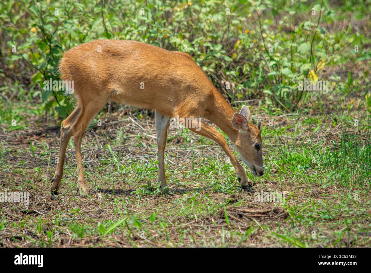 Un cervo che si nutre nella lussureggiante vegetazione di Casanare, in Colombia, mostrando la bellezza della fauna selvatica in un habitat naturale. Foto Stock
