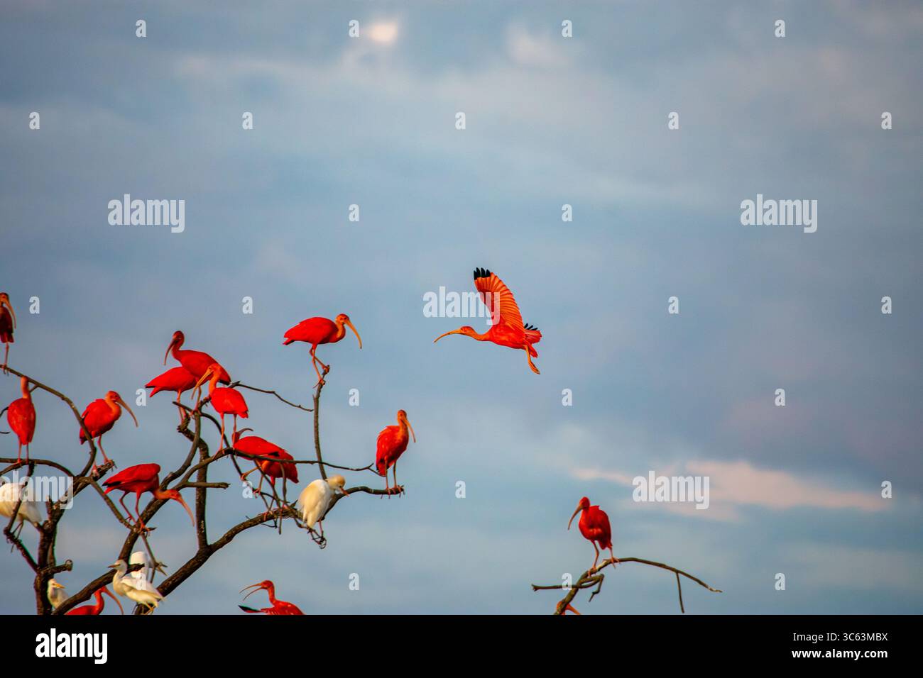 Una splendida vista degli ibises scarlatti arroccati e sorvolati su un albero a Casanare, Colombia, che mostra la vibrante natura. Foto Stock