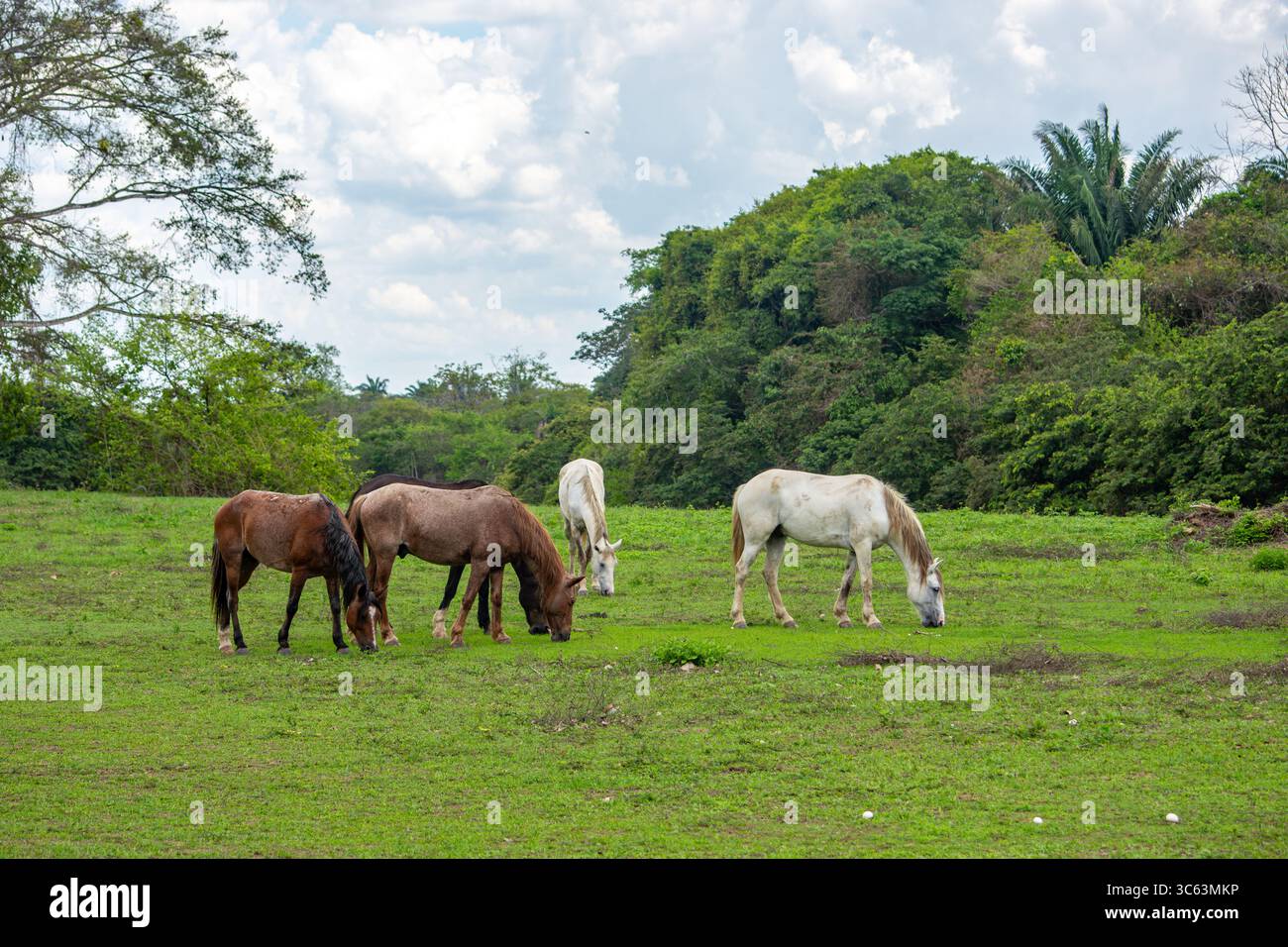 Una vista serena dei cavalli che pascolano pacificamente in lussureggianti campi verdi sotto un cielo nuvoloso a Casanare, Colombia. Un bellissimo paesaggio naturale. Foto Stock