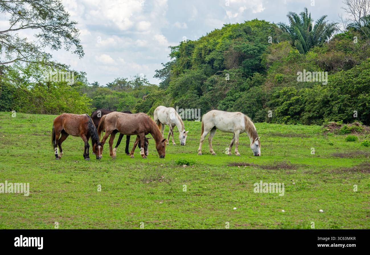 Cinque cavalli che pascolano su una lussureggiante erba verde nel paesaggio panoramico di Casanare, Colombia, circondato da una natura vibrante. Foto Stock