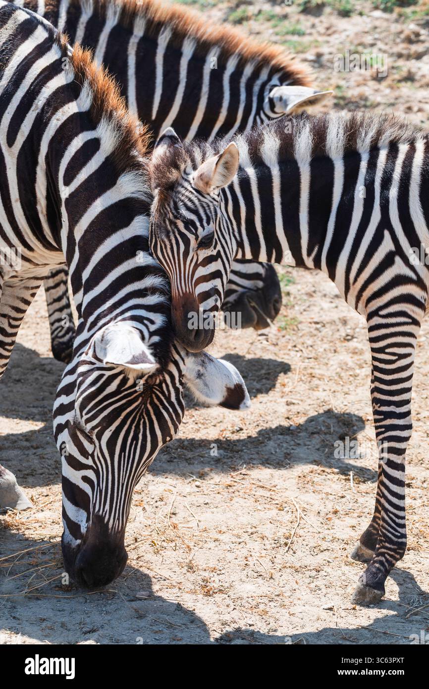 Affettuosa zebra pual nuzzerà la madre nella savana illuminata dal sole, mostrando amore per gli animali, legame familiare e comportamento della fauna selvatica africana. Foto Stock