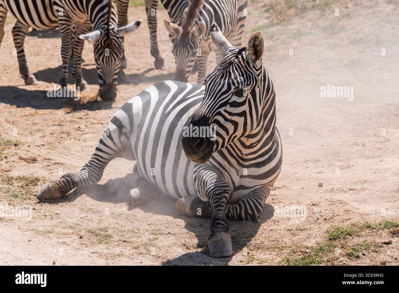 Zebra adagiata su un terreno polveroso con mandrie illuminate dal sole, catturata nella savana africana, animali a strisce che riposano in un ambiente naturale. Foto Stock