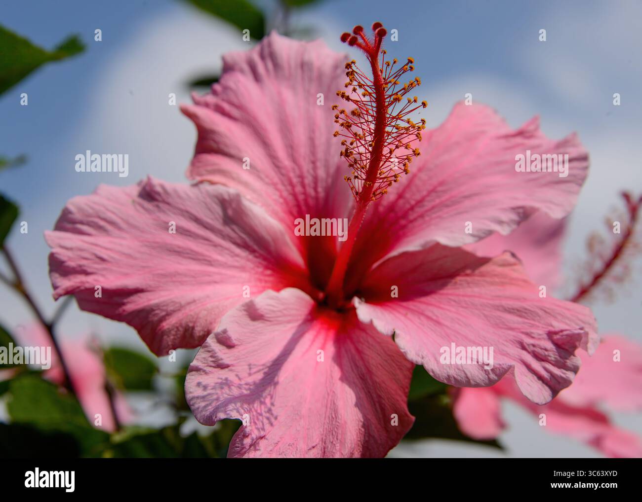 Vibrant Pink Hibiscus Foto Stock