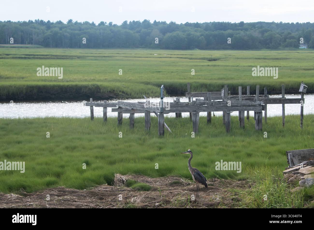 Airone blu (Ardea erodiade) Foto Stock