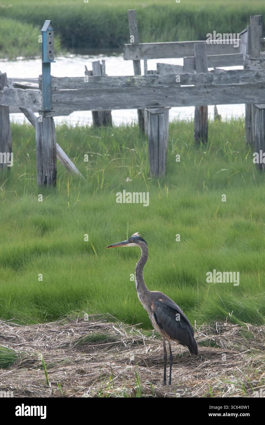 Airone blu (Ardea erodiade) Foto Stock