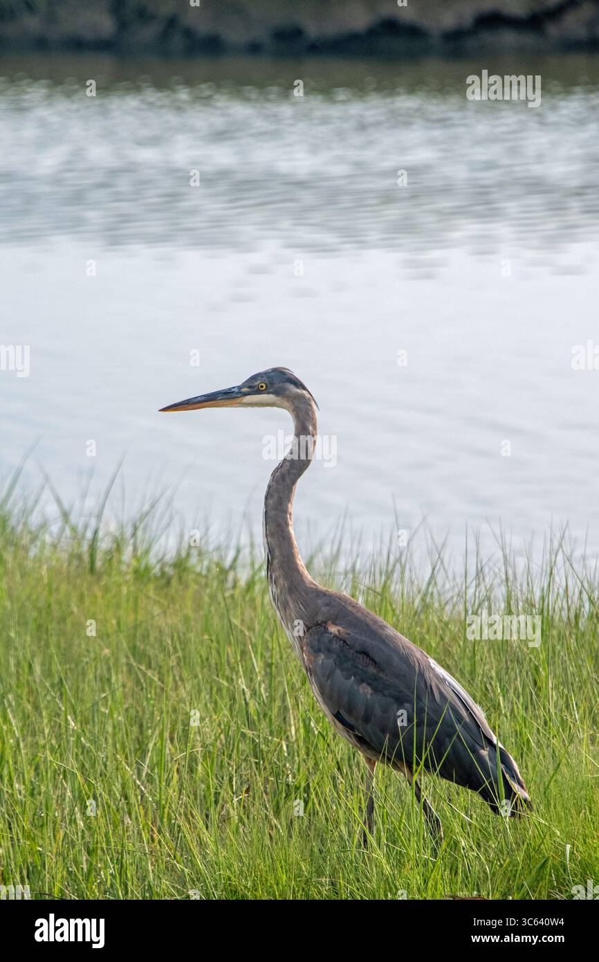 Airone blu (Ardea erodiade) Foto Stock