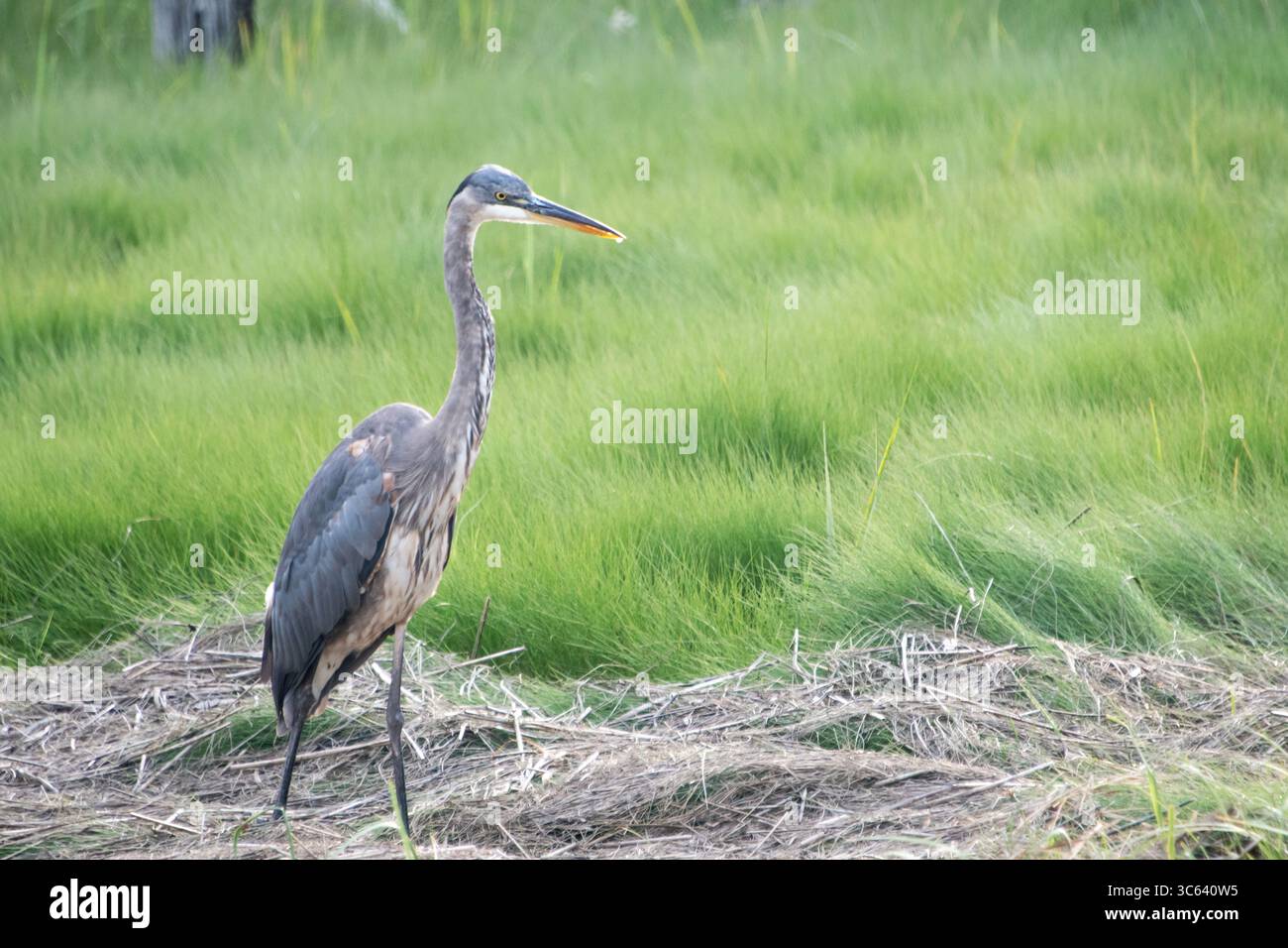 Airone blu (Ardea erodiade) Foto Stock