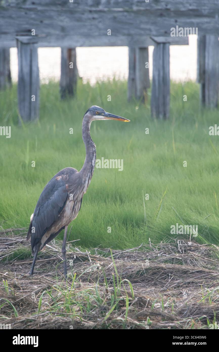 Airone blu (Ardea erodiade) Foto Stock