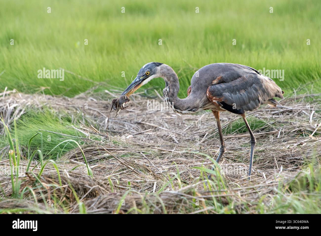 Great Blue Heron (Ardea herodias) con roditore Foto Stock