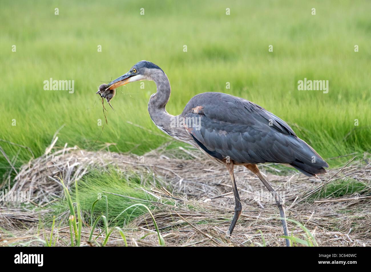 Great Blue Heron (Ardea herodias) con roditore Foto Stock